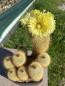 Preview: Notocactus leninghausii